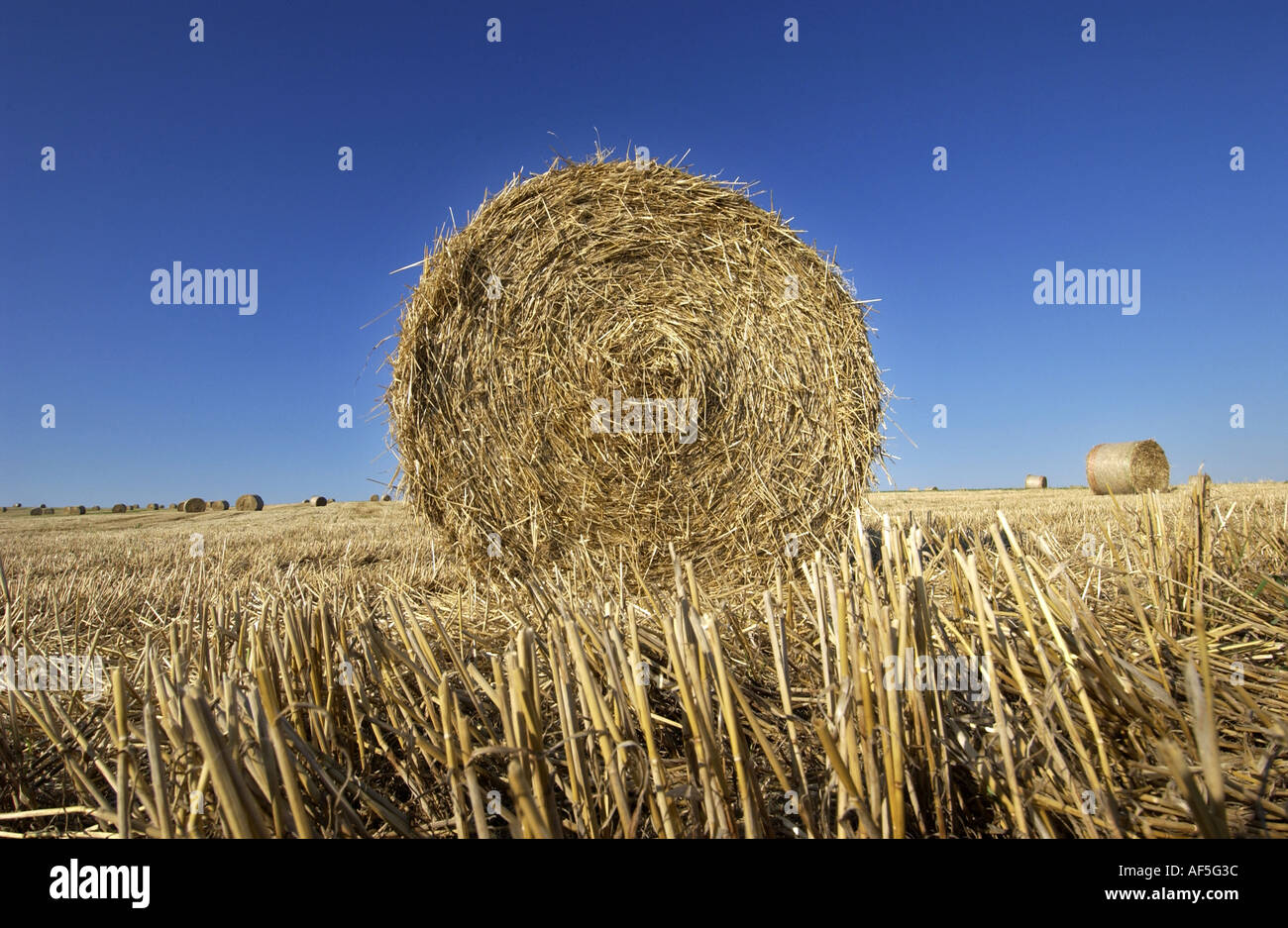 Balle di fieno sulla South Downs nel Sussex su un caldo e assolato pomeriggio estivo Foto Stock