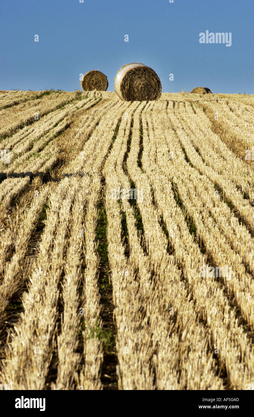 Balle di fieno che punteggiano il South Downs nel Sussex su un caldo e assolato pomeriggio estivo Foto Stock