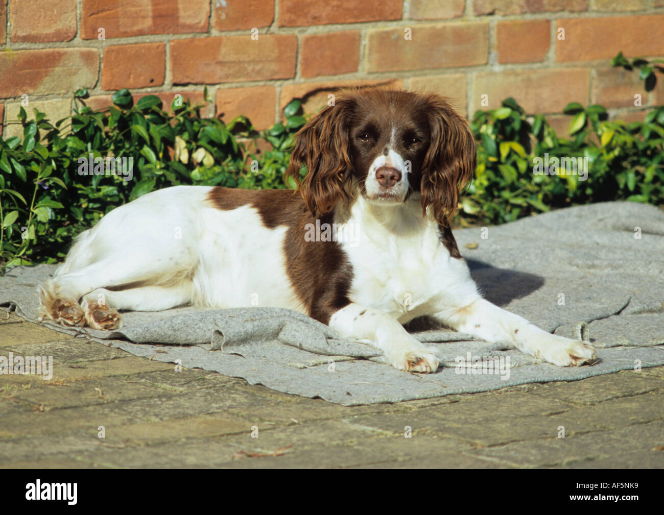 English Springer Spaniel in Suffolk REGNO UNITO Foto Stock