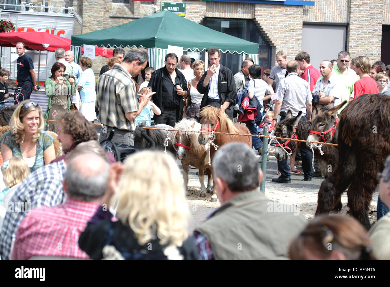 Pony e asini per vendita a tradizionale fiera cavalli Tourhout Fiandre Belgio 2006 Foto Stock