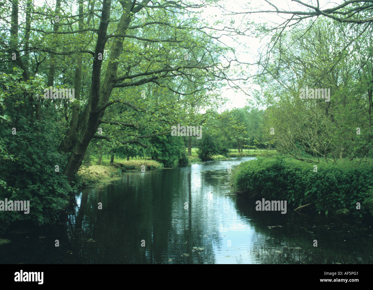 Fiume con alberi nel Regno Unito Foto Stock