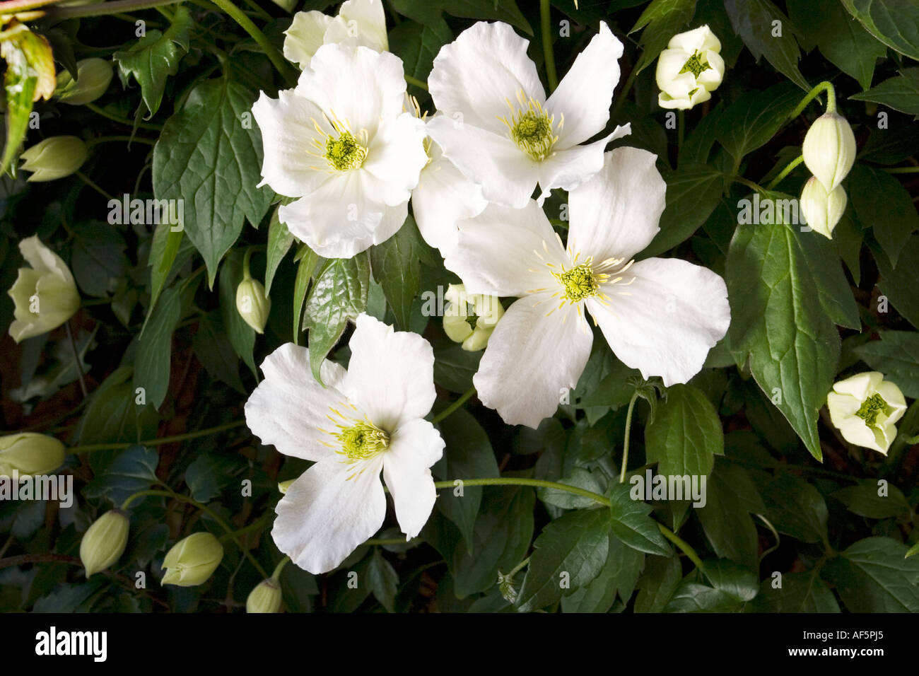 La clematide Montana Alba Foto Stock