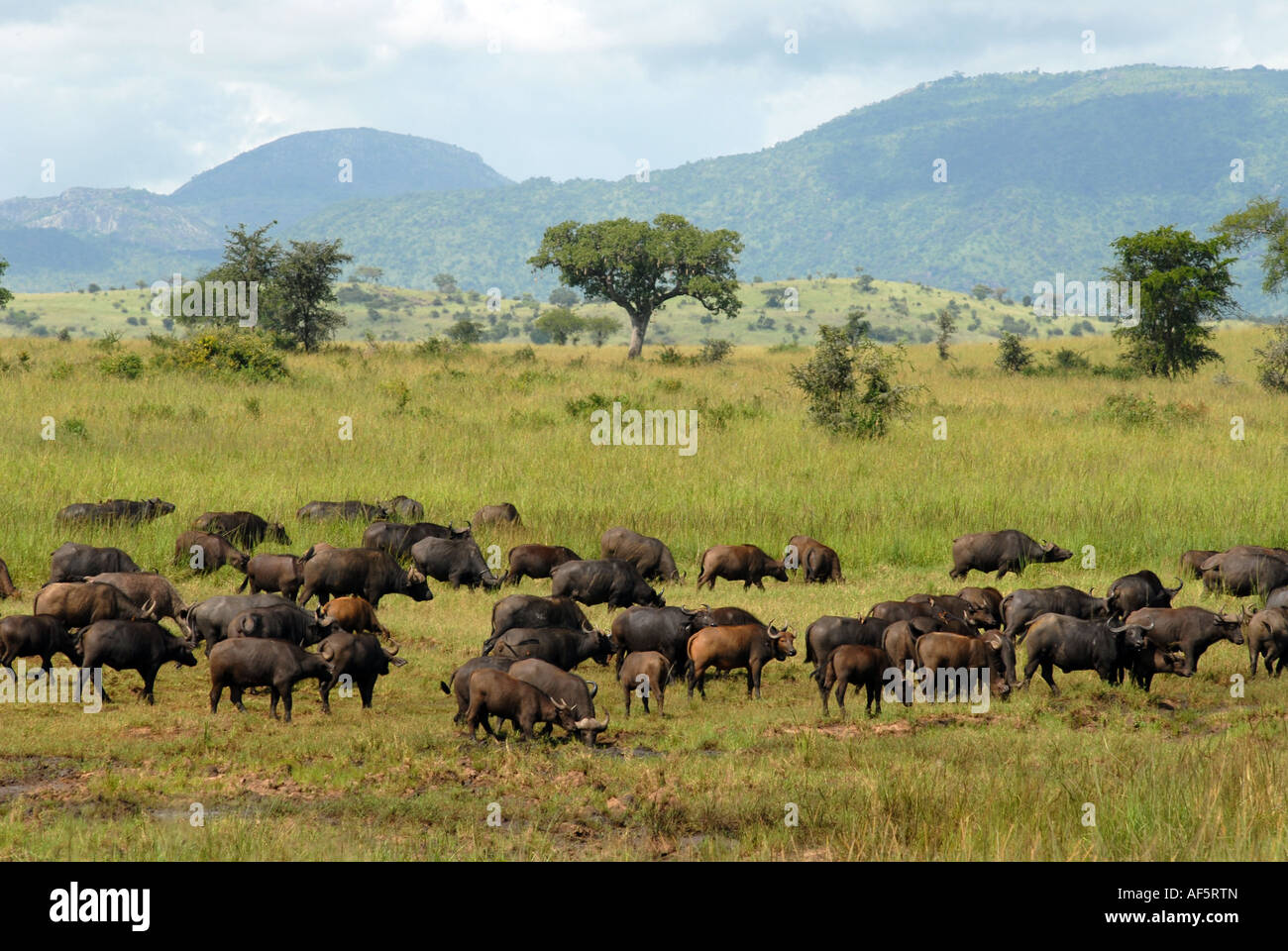 Buffalo a Kidepo National Park, Uganda Foto Stock