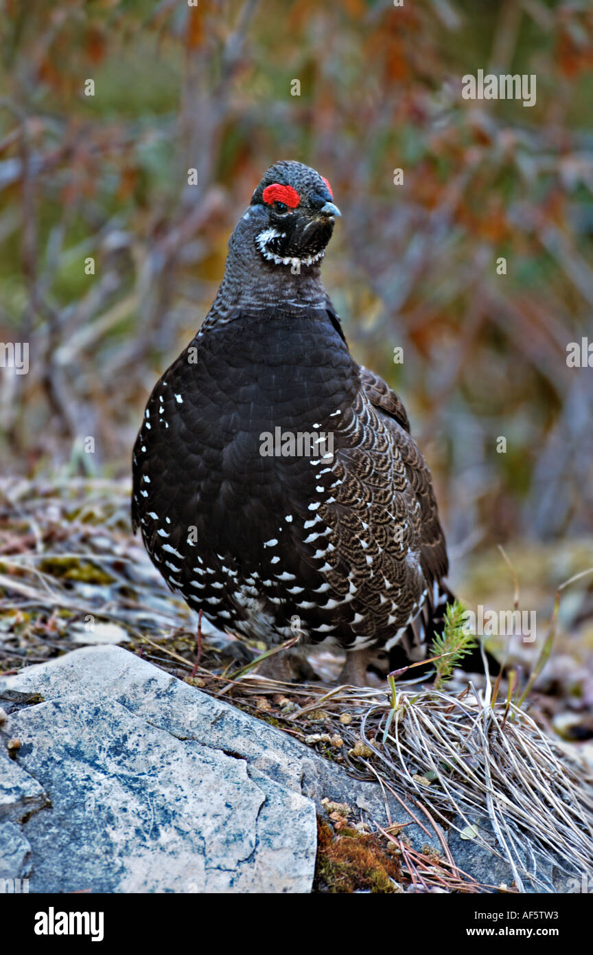 Spruce Grouse ritratto Foto Stock