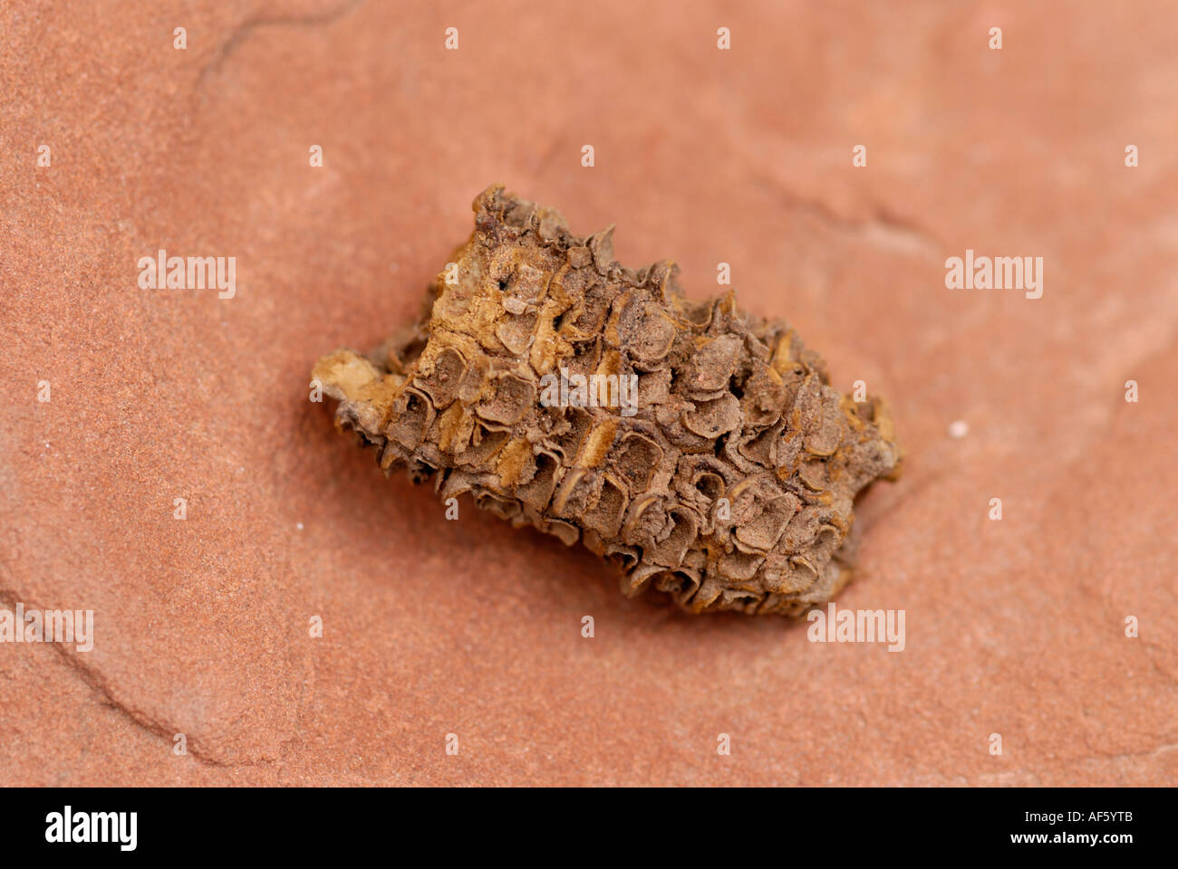 Nativi americani fossili di mais Foto Stock