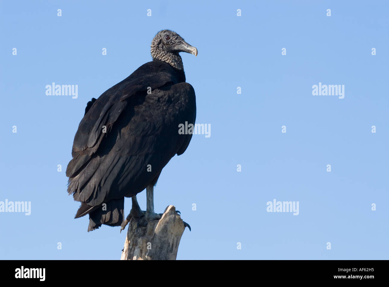 Avvoltoio nero sondaggi dintorni lungo il sentiero Anihinga, Everglades National Park, Florida. Foto Stock