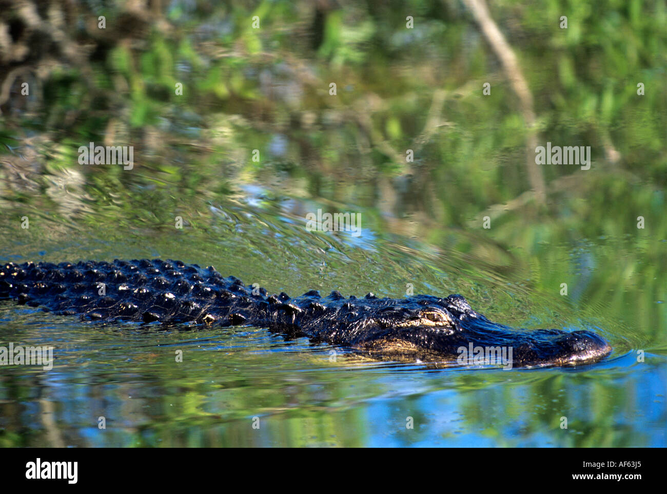 Il coccodrillo americano tranquillamente nuota attraverso il riflesso del cielo e vegittion, Anihinga Trail, Everglades National Park, Florida. Foto Stock