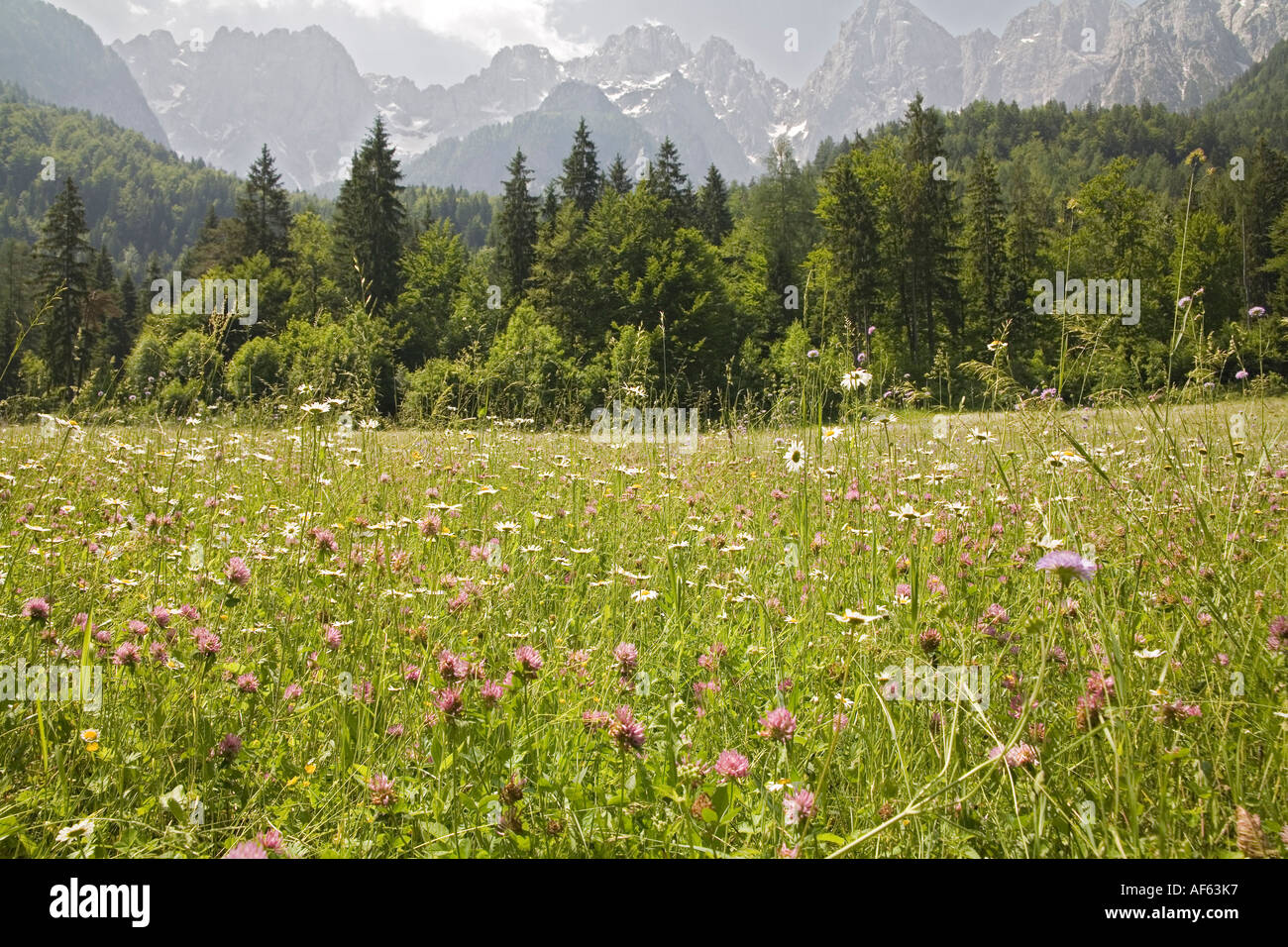 GODZ MARTULJEK SLOVENIA UE giugno una bella intonso molla prato di fieno nella vasta valle alpina nell'ombra del Julian Montagne Foto Stock