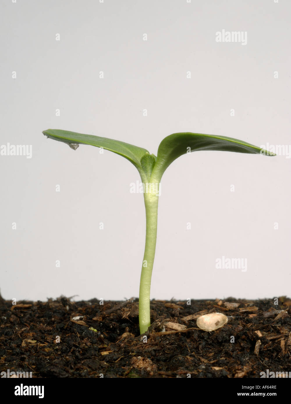 Serie di plantule di germinazione di semi di girasole numero 5 cotiledoni espansi prima vera lascia apparire Foto Stock