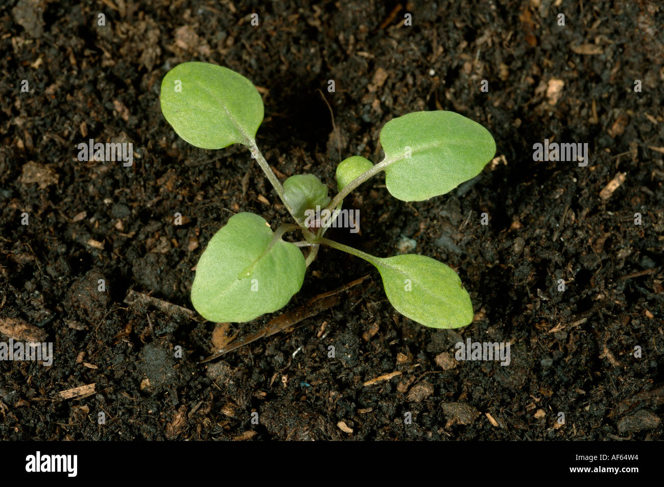 Creeping yellowcress Rorippa sylvestris piantina con quinta foglia vera sviluppando Foto Stock