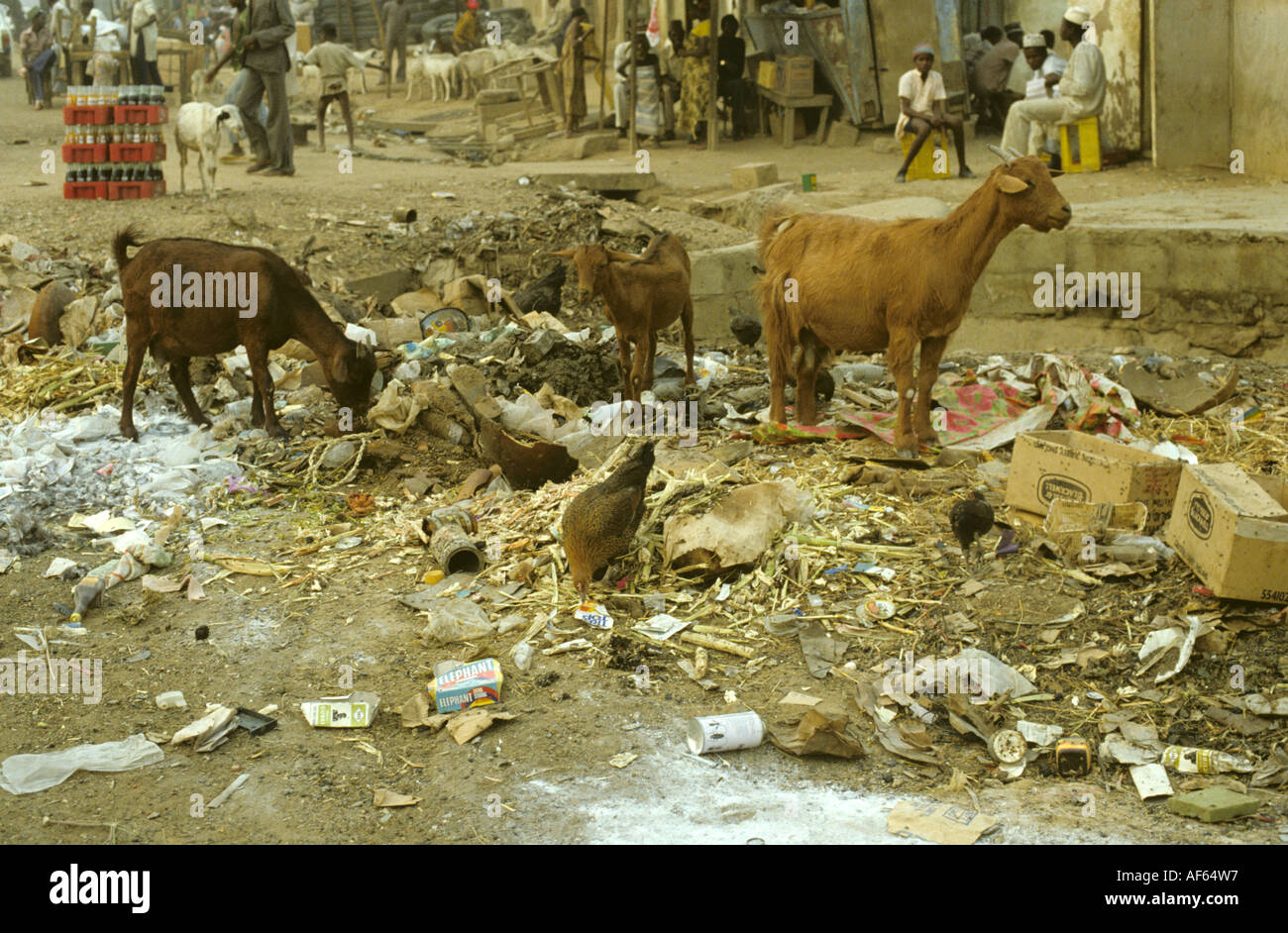 Capre e polli ricercando tra street spazzatura a Kano Nigeria Foto Stock