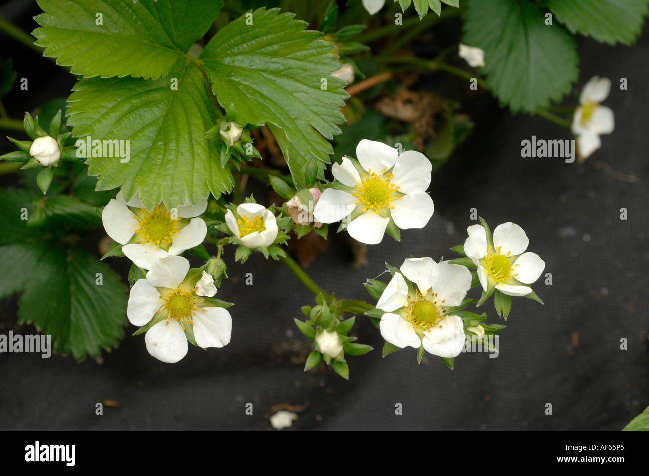 Piante di fragola in fiore nero con rivestimento in tessuto mulching per impedire la concorrenza di erbaccia Foto Stock