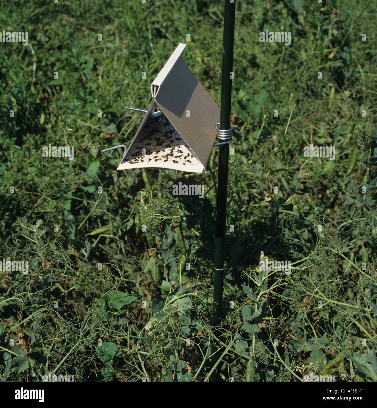 Feromone trappola per il segnale di PEA moth Cydia nigricana maschi in una coltura di piselli Foto Stock
