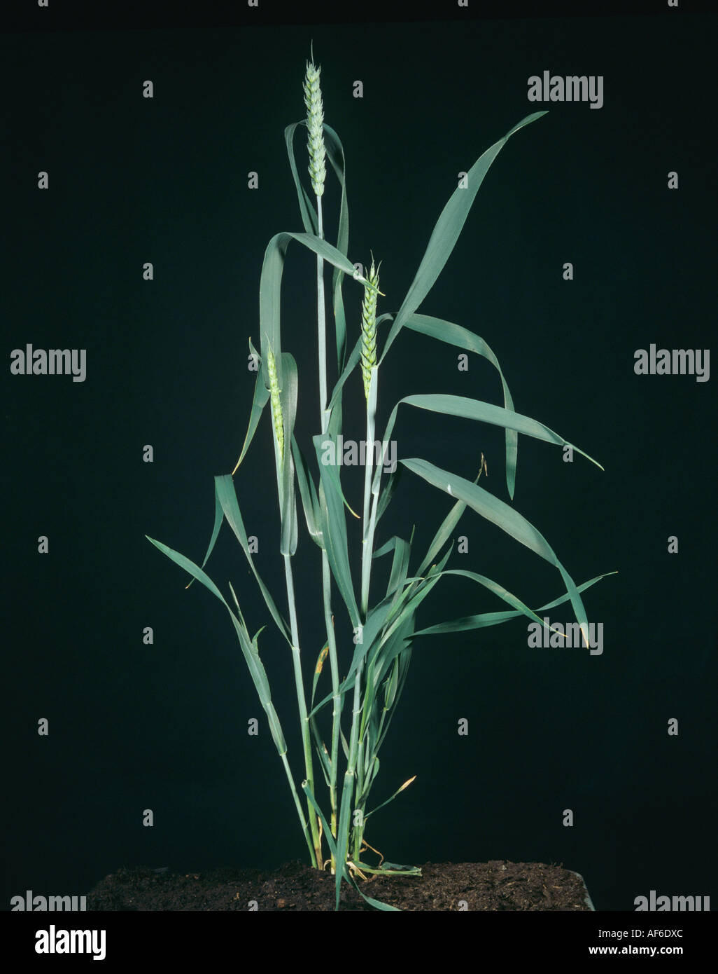 Pianta di grano in orecchio verde presso lo stadio di crescita 58 contro un nero di sfondo per studio Foto Stock