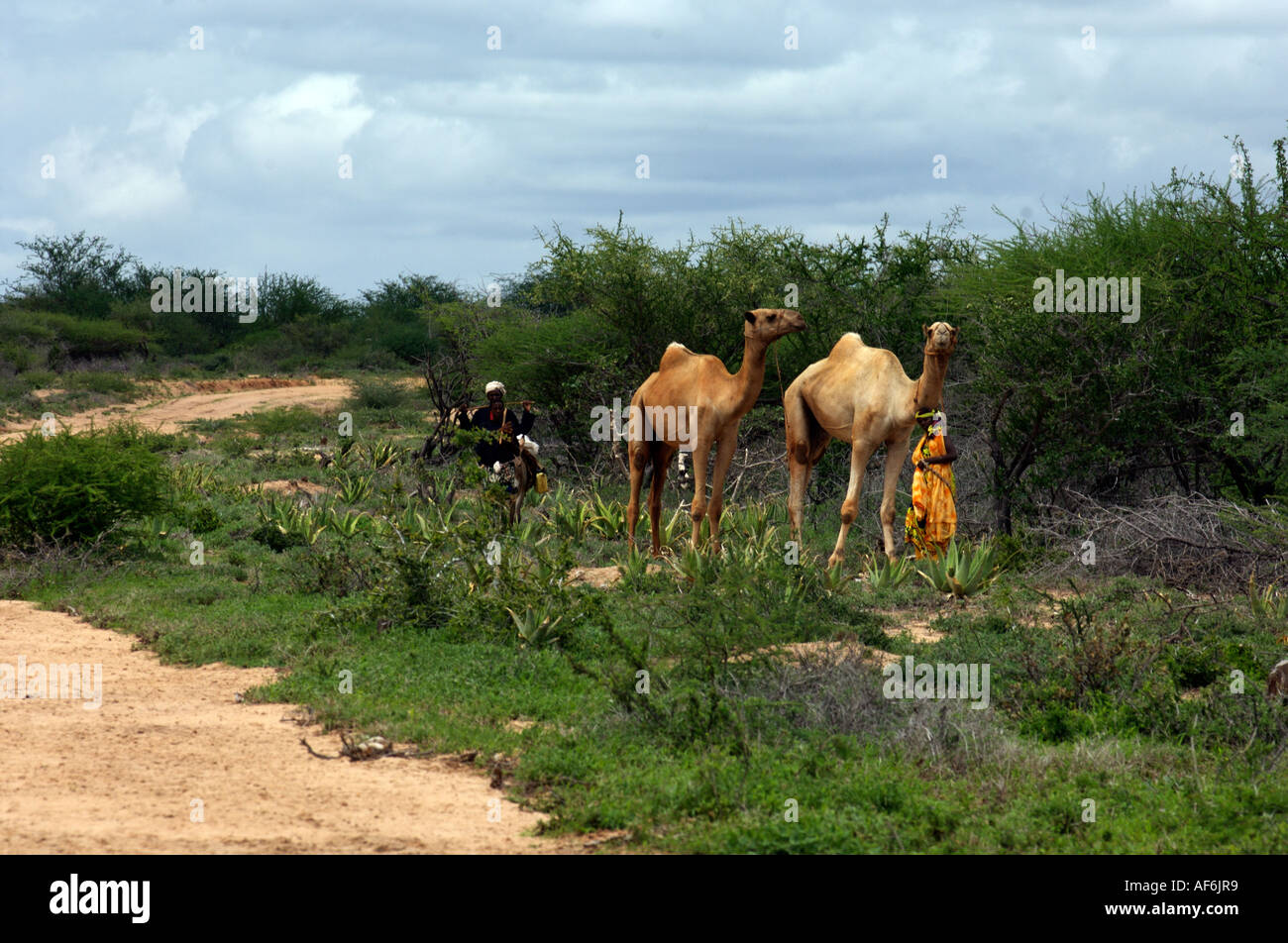 Nomadi tribù somale utilizzando i cammelli per portare con sé la loro intera case di Wajir, nord-est del Kenya, Africa. Foto Stock