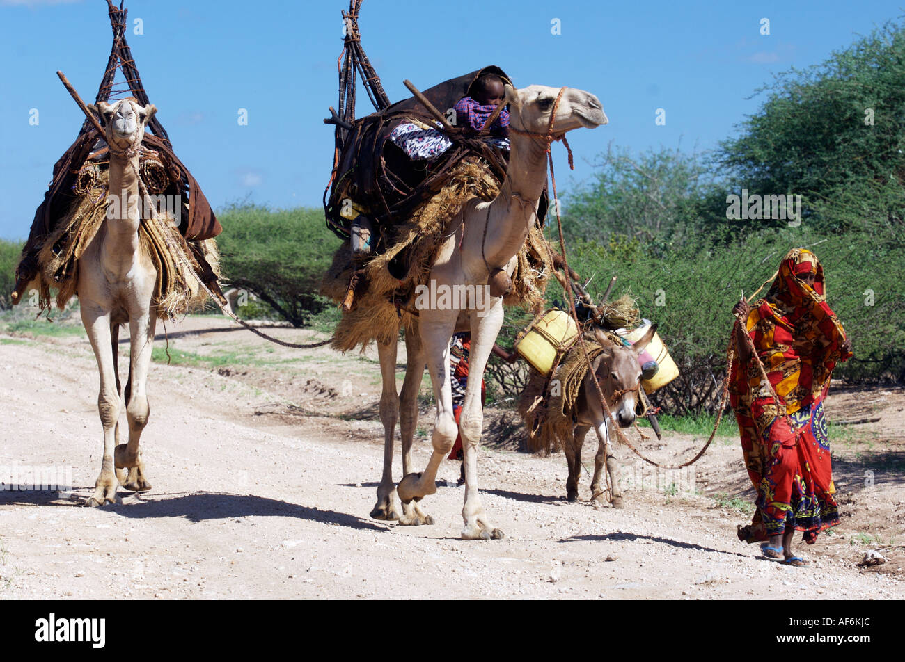 Nomadi tribù somale utilizzando i cammelli per portare con sé la loro intera case di Wajir, nord-est del Kenya, Africa. Foto Stock