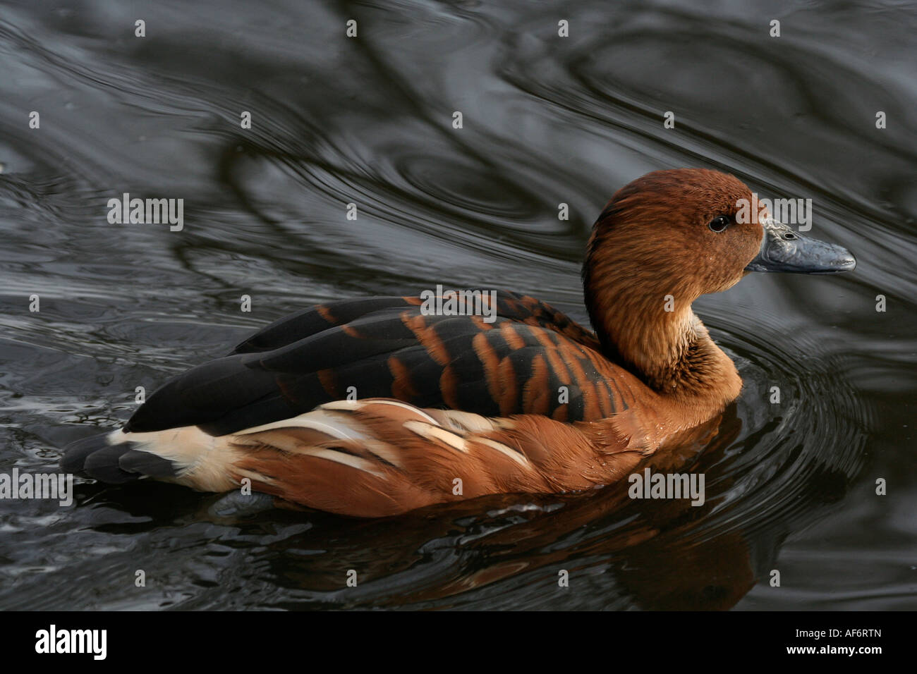Sibilo Fulvous Duck Dendrocygna bicolor Foto Stock