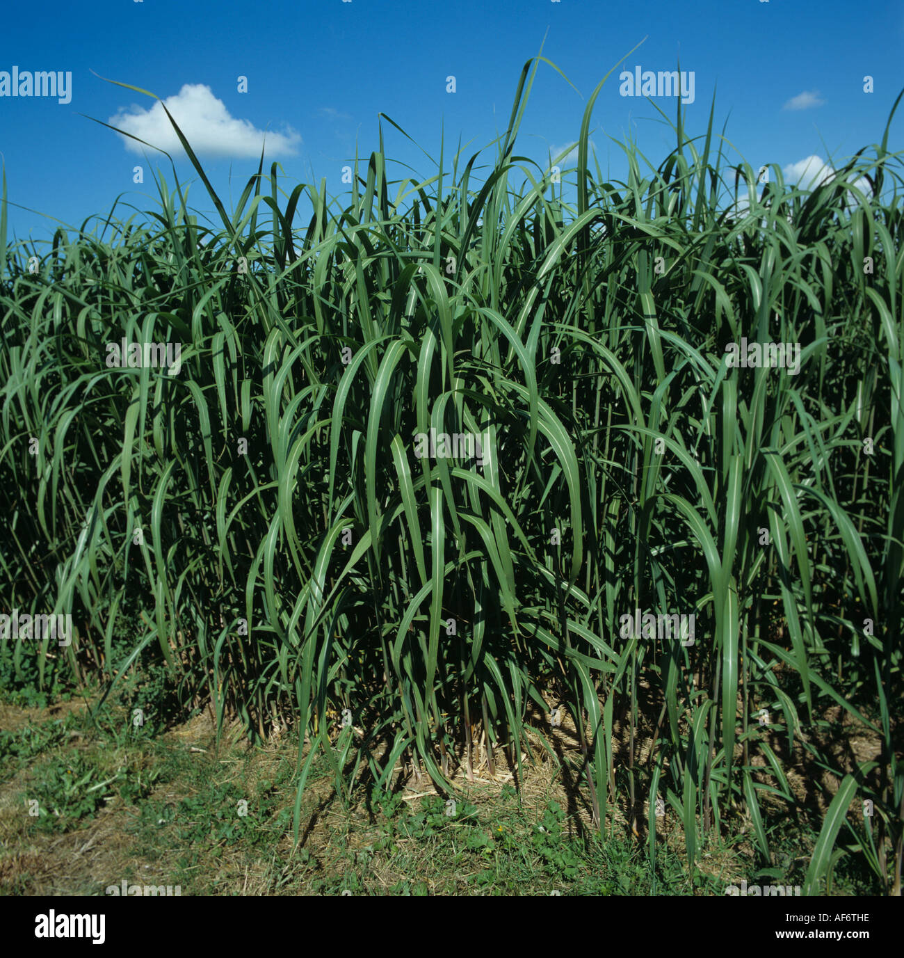La maturazione del raccolto di erba elefante Miscanthus sp fast cgrowing raccolto usato per la biomassa Foto Stock