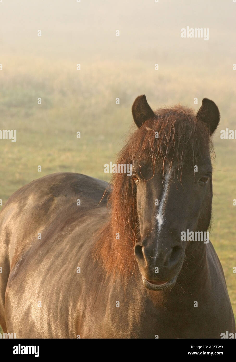 Pony nero avviso permanente nella nebbia Foto Stock