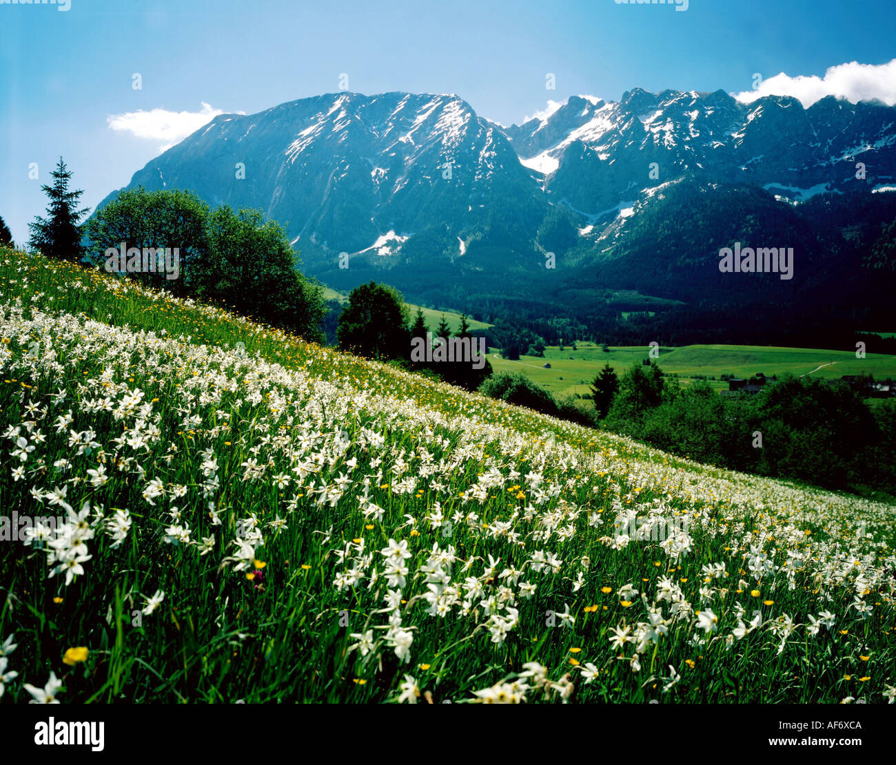 Geografia / viaggi, Austria, la Stiria, paesaggio / Paesaggi, Grimming, con fiore prato in primo piano, la molla Additional-Rights-Clearance-Info-Not-Available Foto Stock