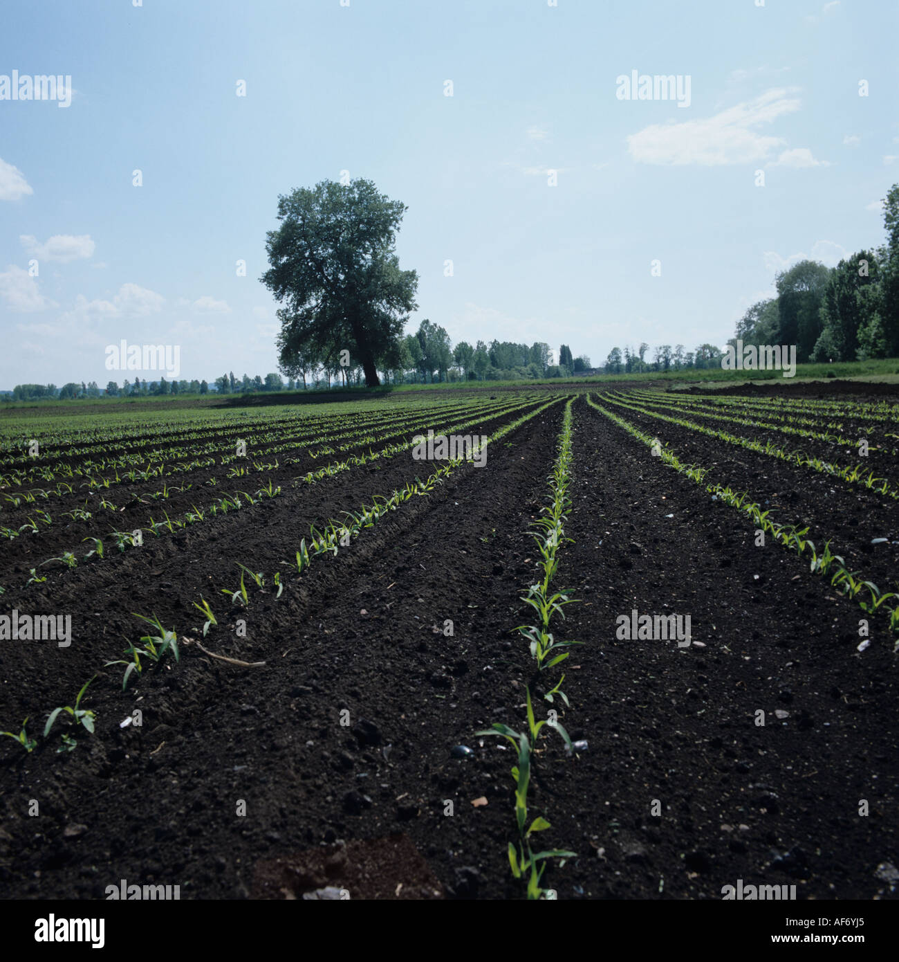 Giovani piantina mais in righe sul suolo organico svizzera Foto Stock