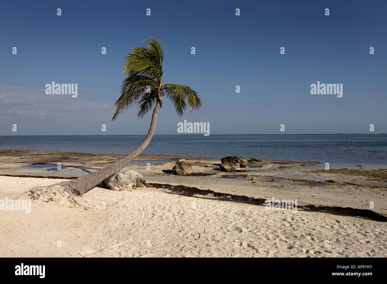 Palm Tree sulla spiaggia Foto Stock