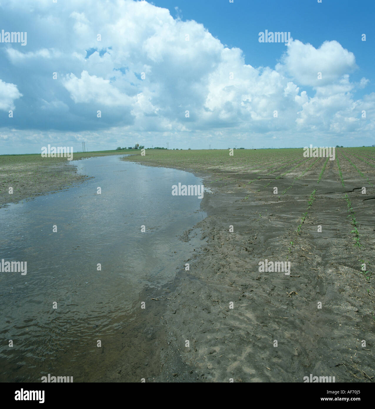 Flusso rigonfiato traboccante dopo alluvione e in esecuzione attraverso emergente di mais o granoturco raccolto Foto Stock