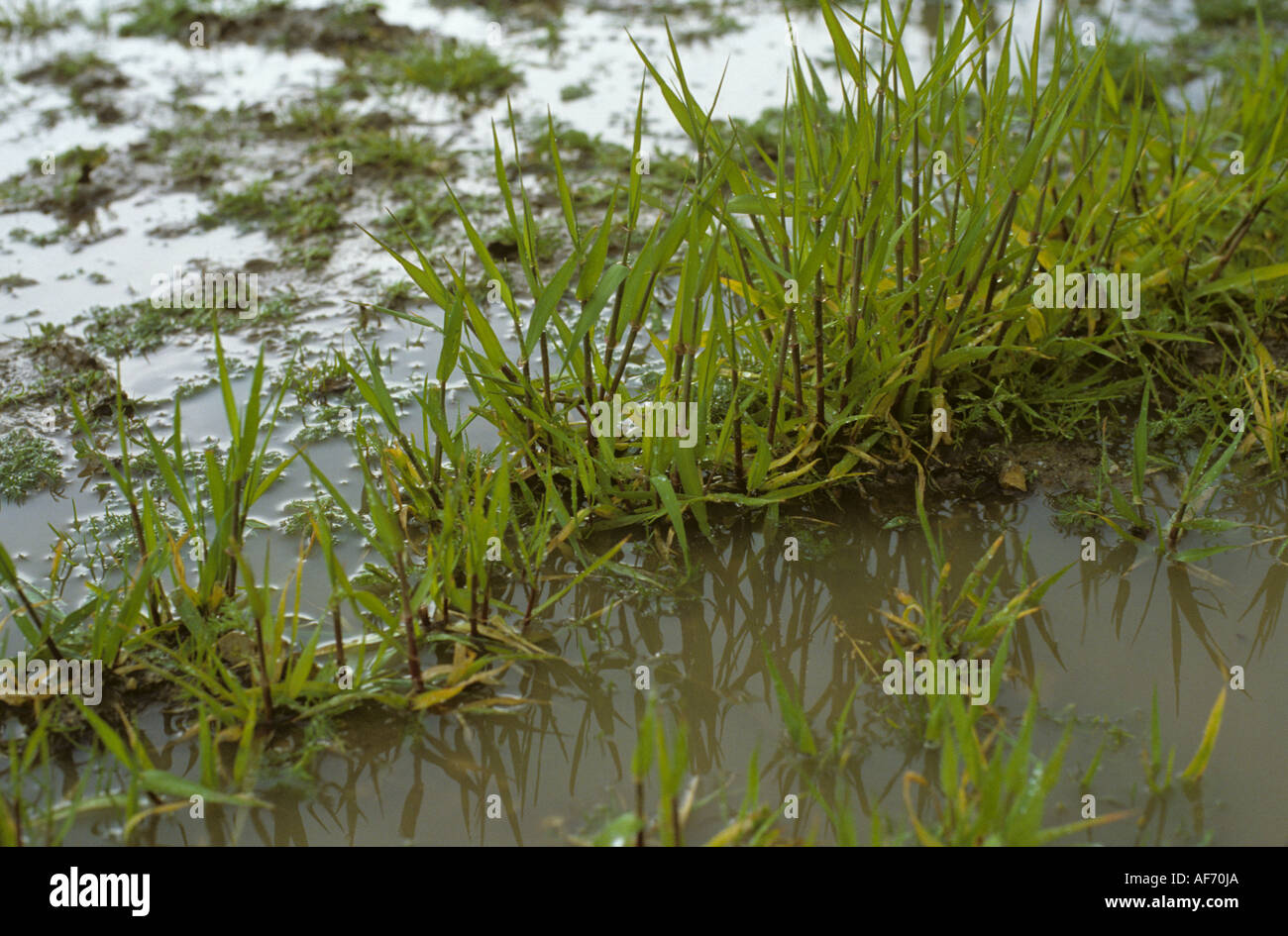 Giovani piante di orzo e di erbacce in piedi in acqua dopo heavy rain Foto Stock