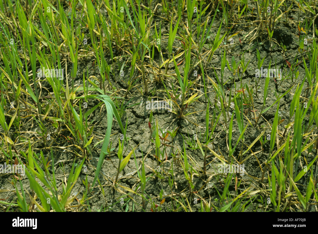 Giovani piante di orzo in spaccata e il terreno asciutto dopo waterlogging Foto Stock