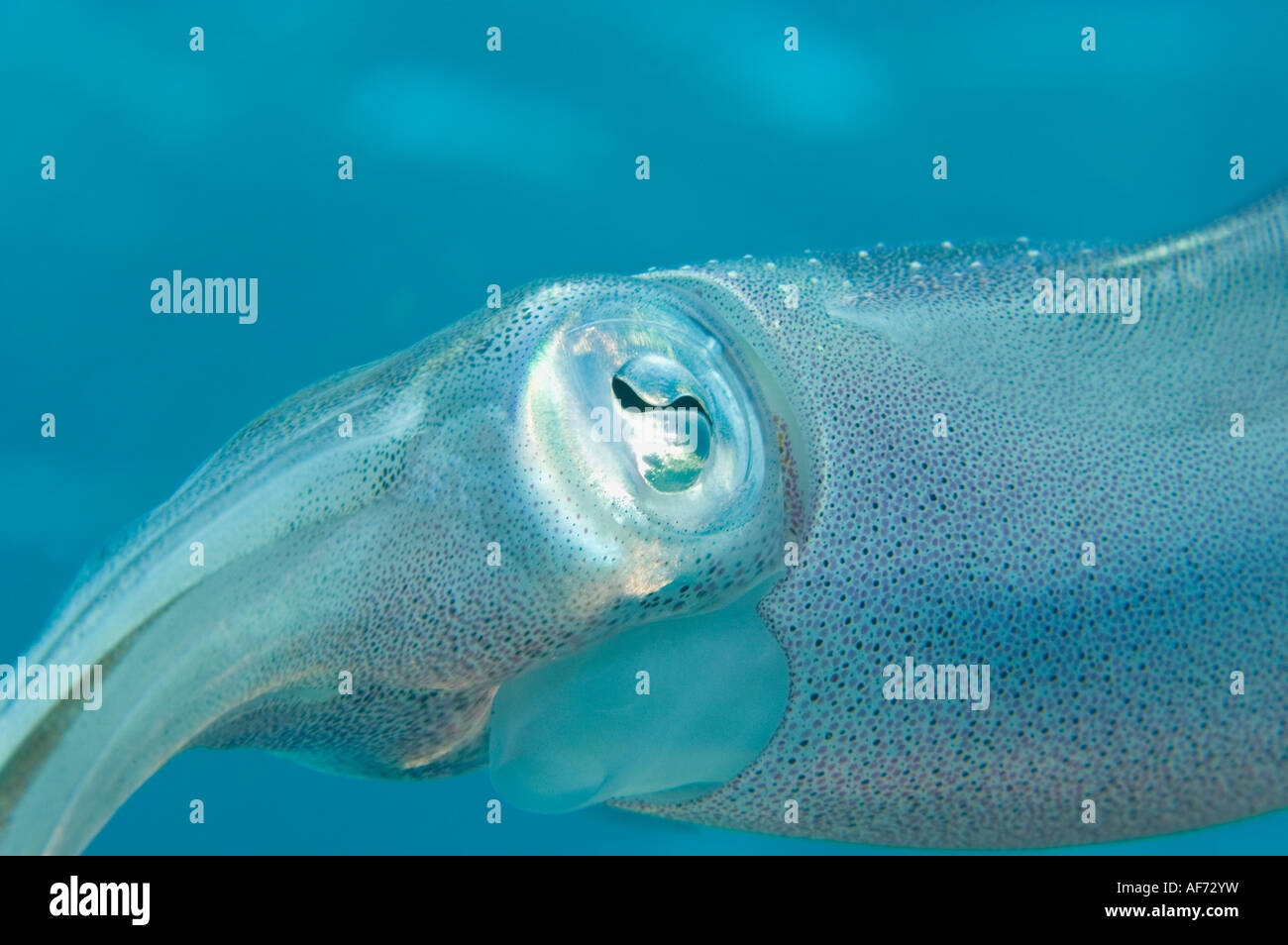 Caraibi reef squid su una scogliera in Little Cayman Foto Stock