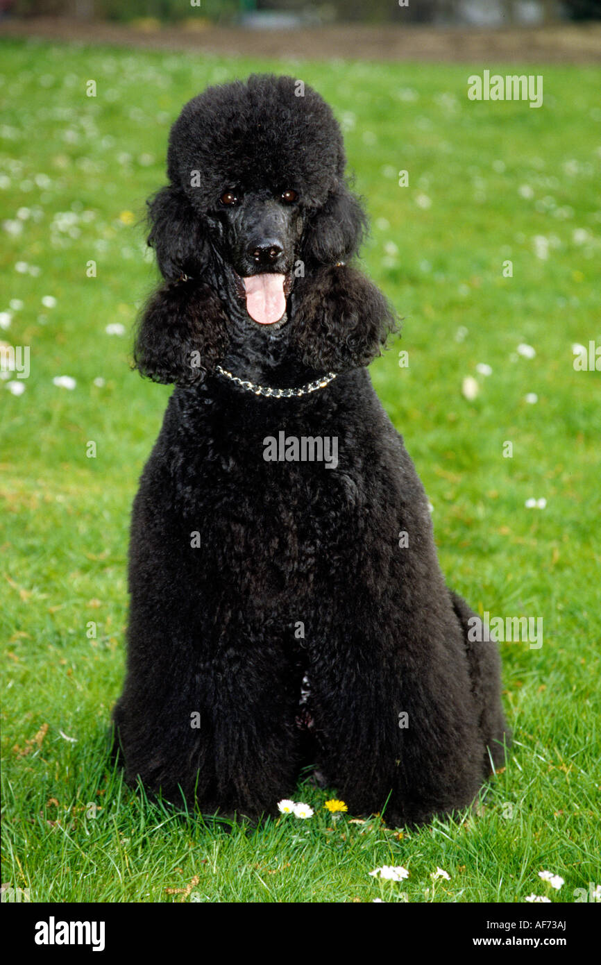 Barboncino nero (Canis lupus familiaris) seduto sull'erba Foto Stock