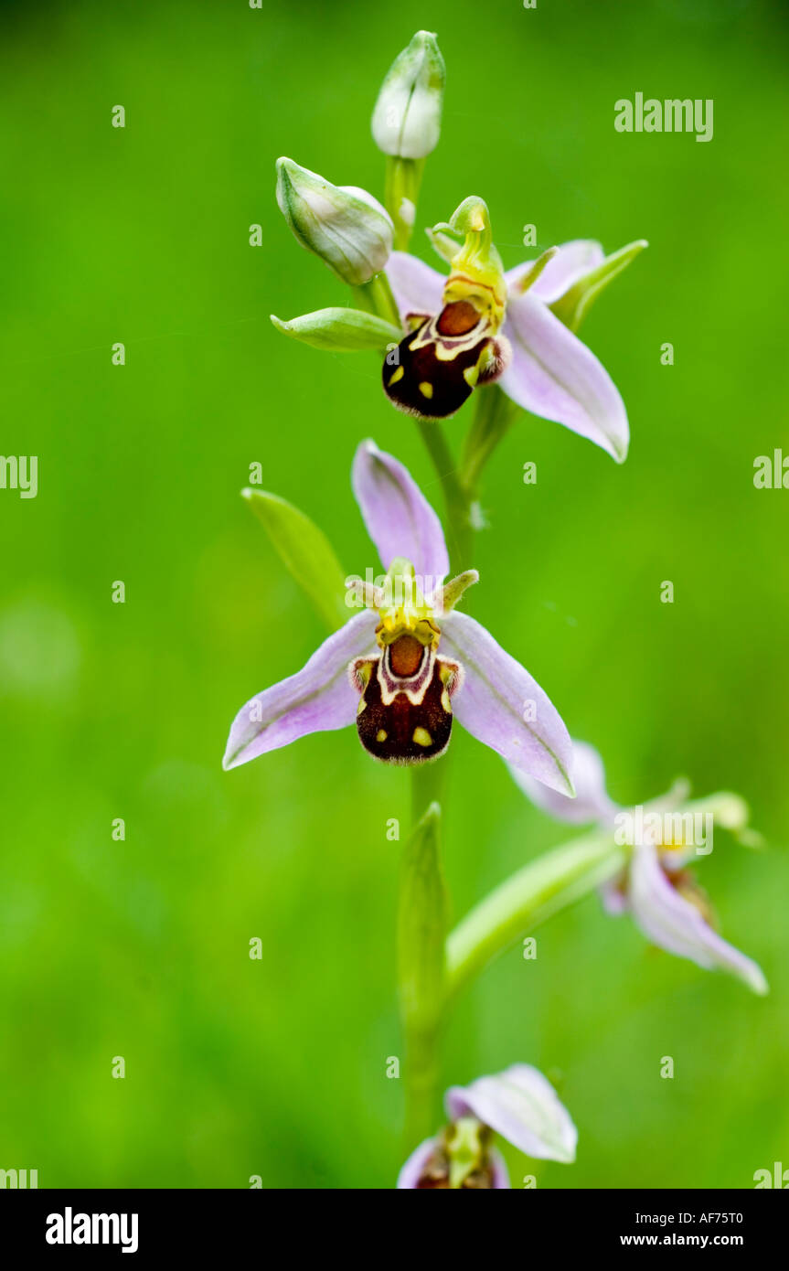 Bee Orchid (Ophrys apifera) nel prato estivo Foto Stock