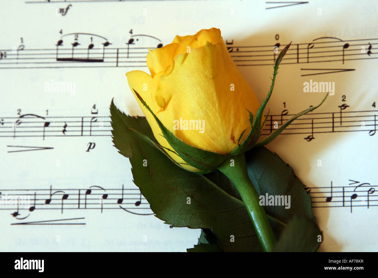 Rosa gialla e punteggio musicale Foto Stock