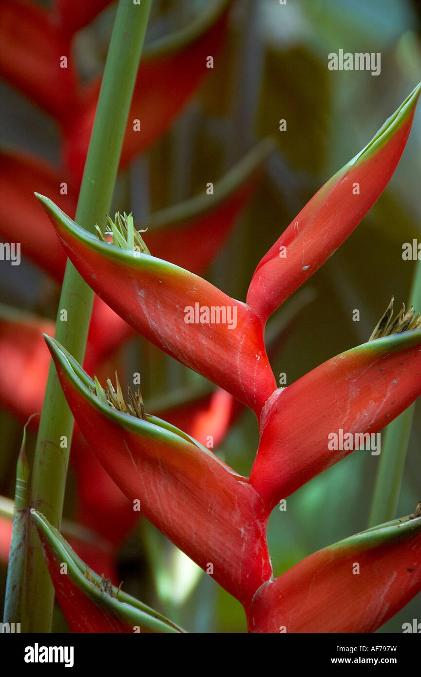 Heliconia caribaea. native per le Americhe tropicali e nelle isole dell'Oceano Pacifico a ovest di Indonesia. È il genere di suola di fam Foto Stock