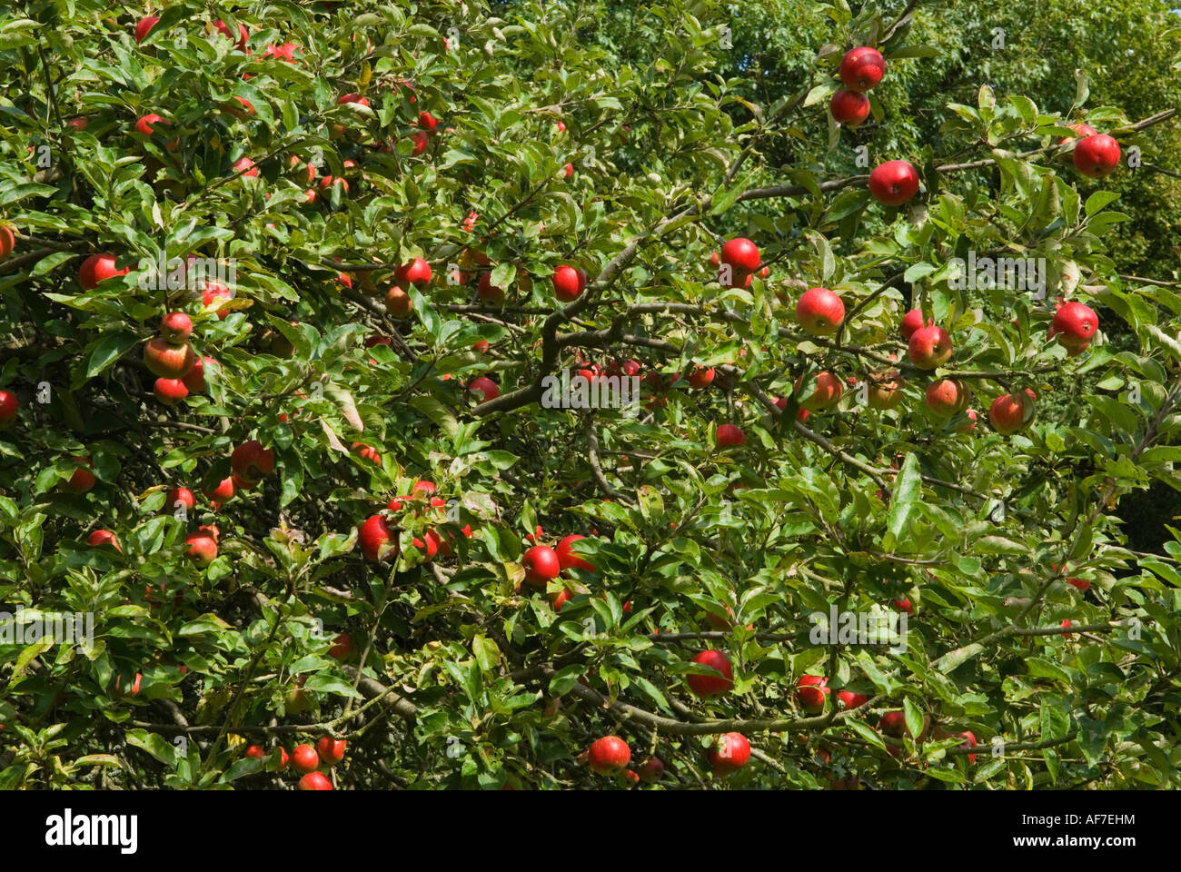 Apple Tree Regno Unito. Mele rosse inglesi che crescono in abbondanza in un frutteto di mele. Hertfordshire Inghilterra HOMER SYKES Foto Stock