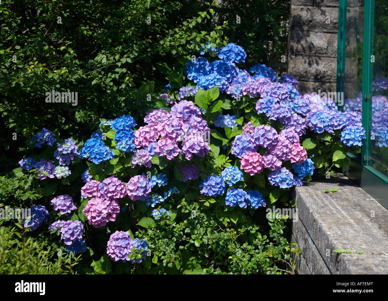 Hydrangea, blu e rosa Foto Stock
