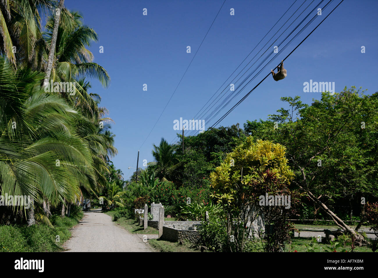 Un bradipo camminando verso il basso una linea telefonica in Cahuita, Costa Rica Foto Stock