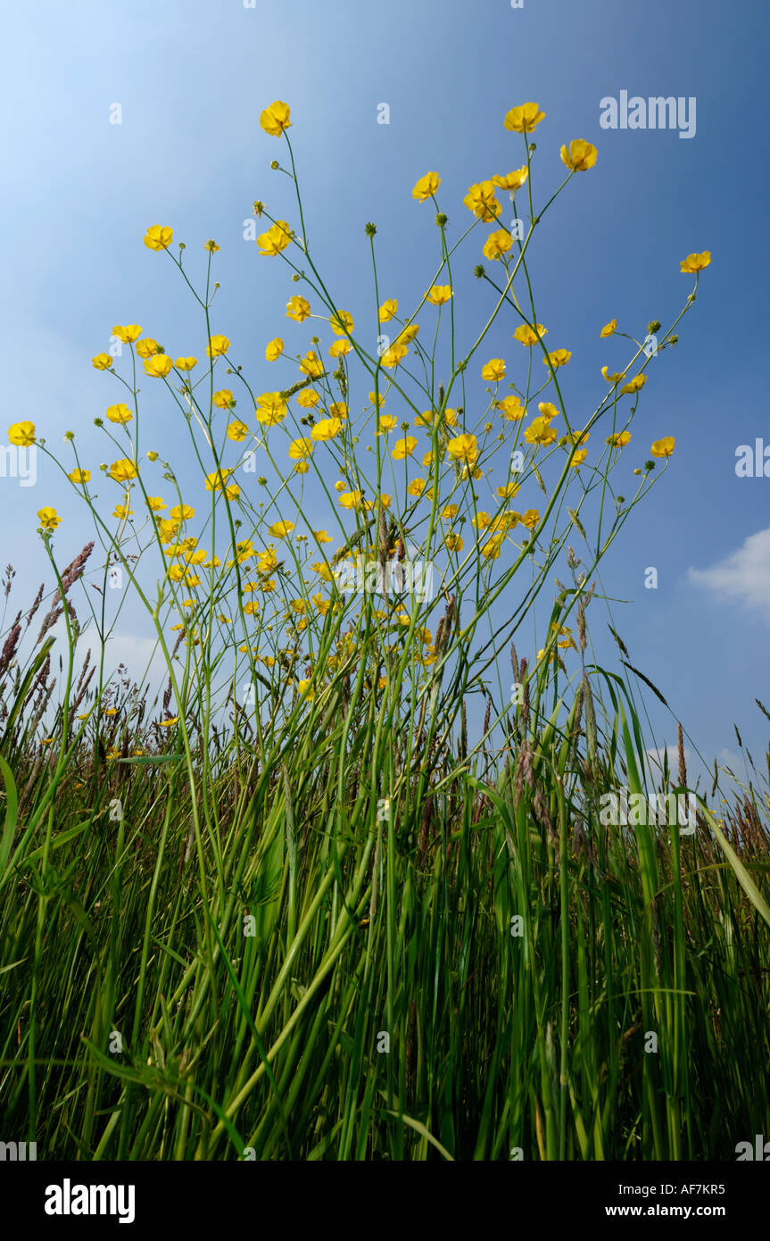 Campo di ranuncolo selvatico fiori Foto Stock