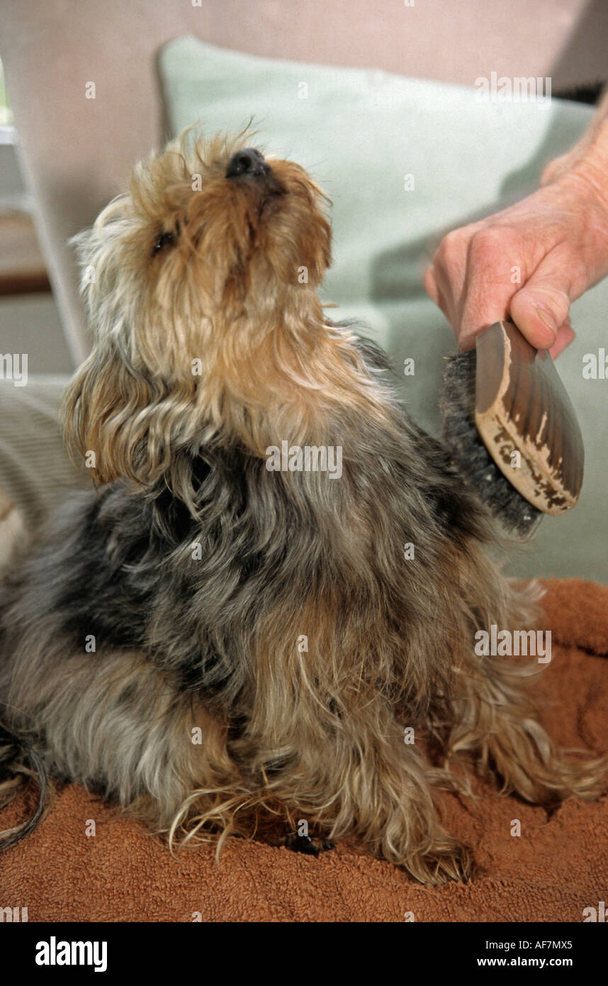 Yorkshire terrier cane avente una spazzola giornaliera Foto Stock