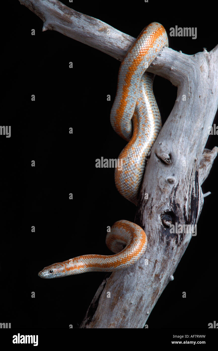 Snake, California Boa (Rosy Boa) - Nord America Foto Stock