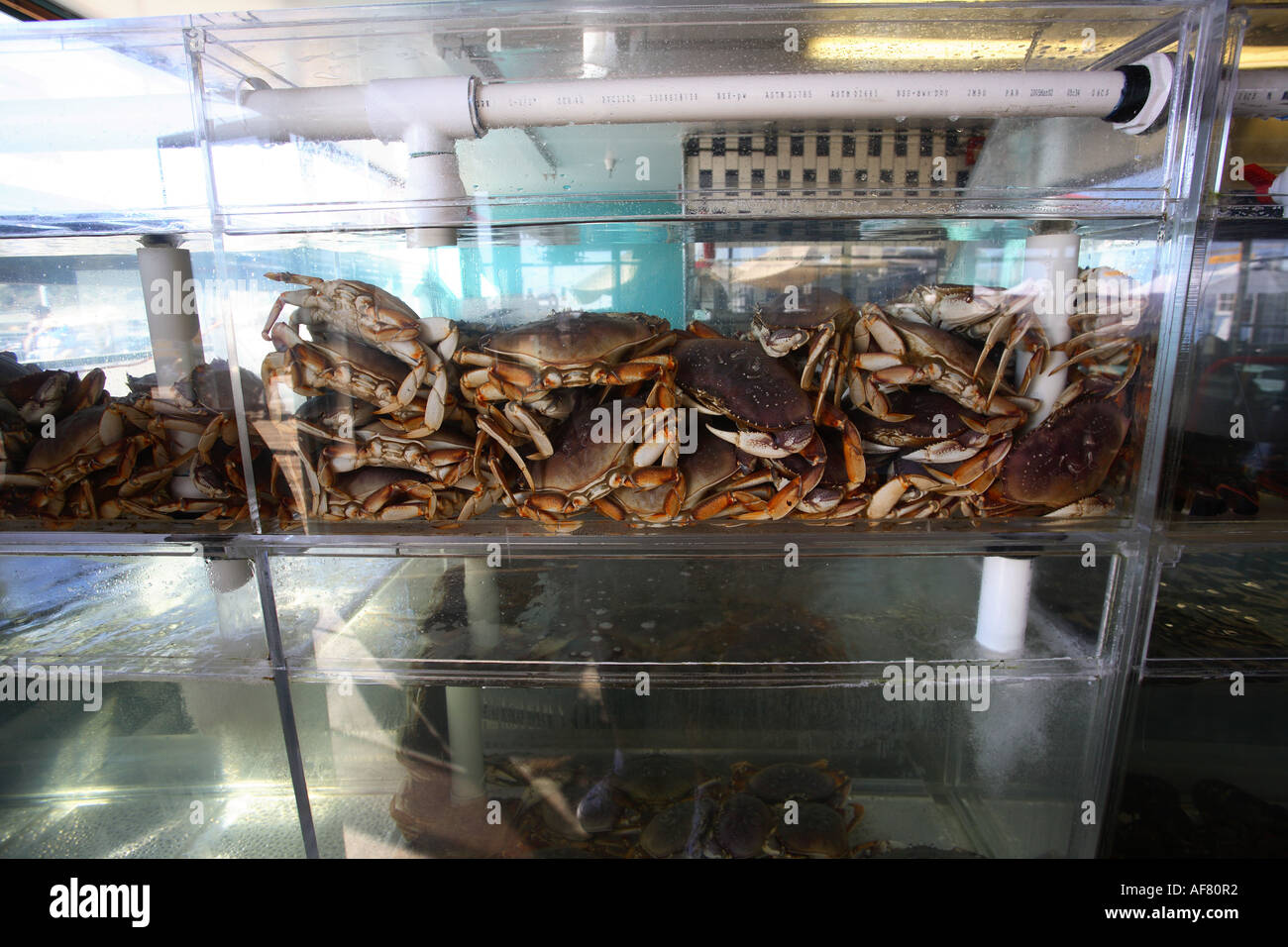 Granchi sul display in un serbatoio, pronto per essere consumato. Santa Monica Pier, Calafornia. Stati Uniti d'America. Foto Stock