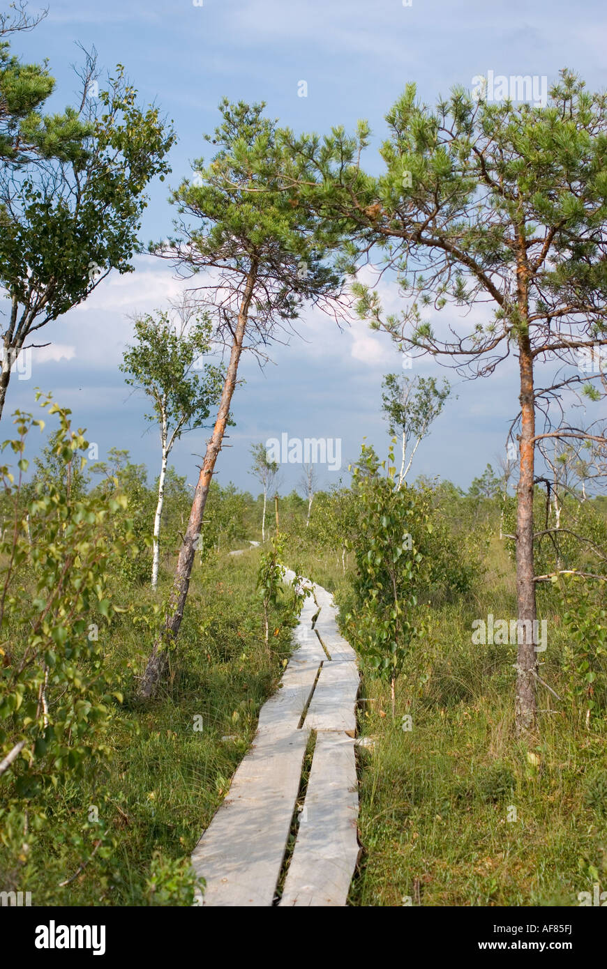Tuhu bog nella zona ovest di Estonia, Paesi Baltici, UE Foto Stock