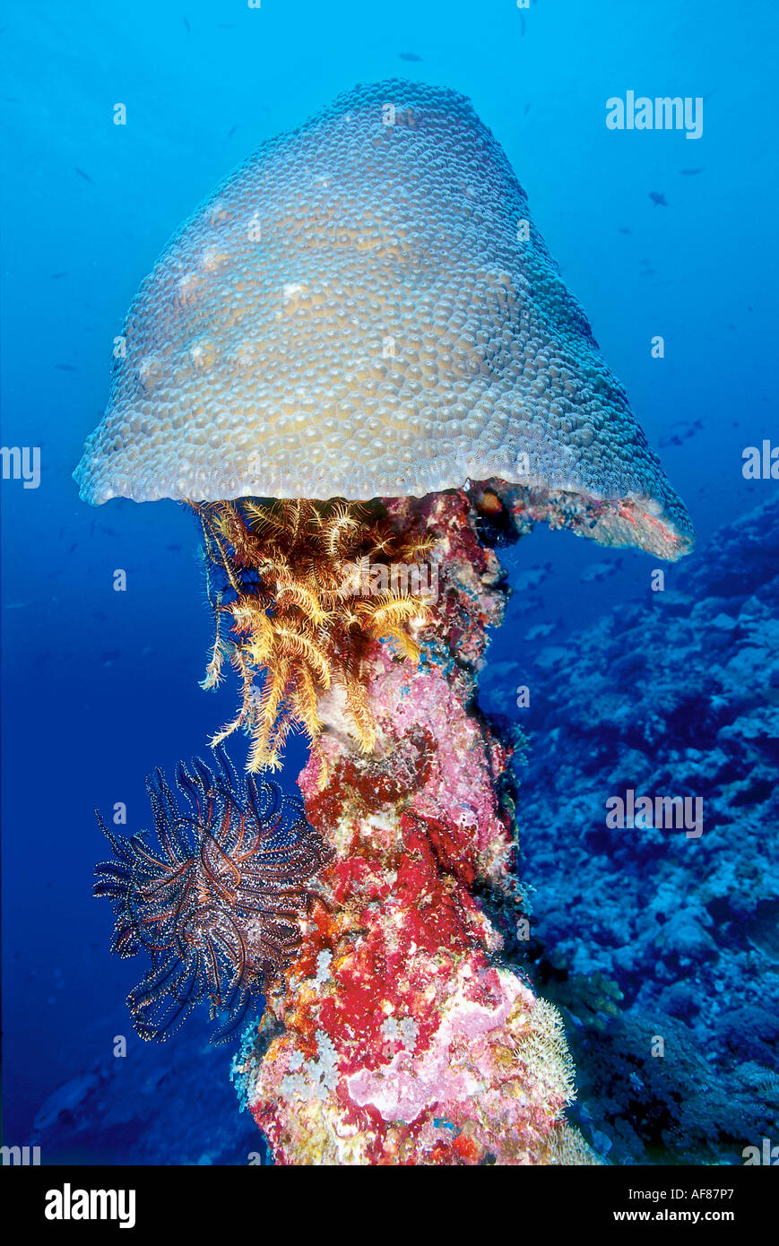 Un cervello coral (Diploastrea heliopora) casco su un crinoide-addobba  piedistallo; Barracuda Reef, Maria Island, Isole Salomone Foto stock - Alamy