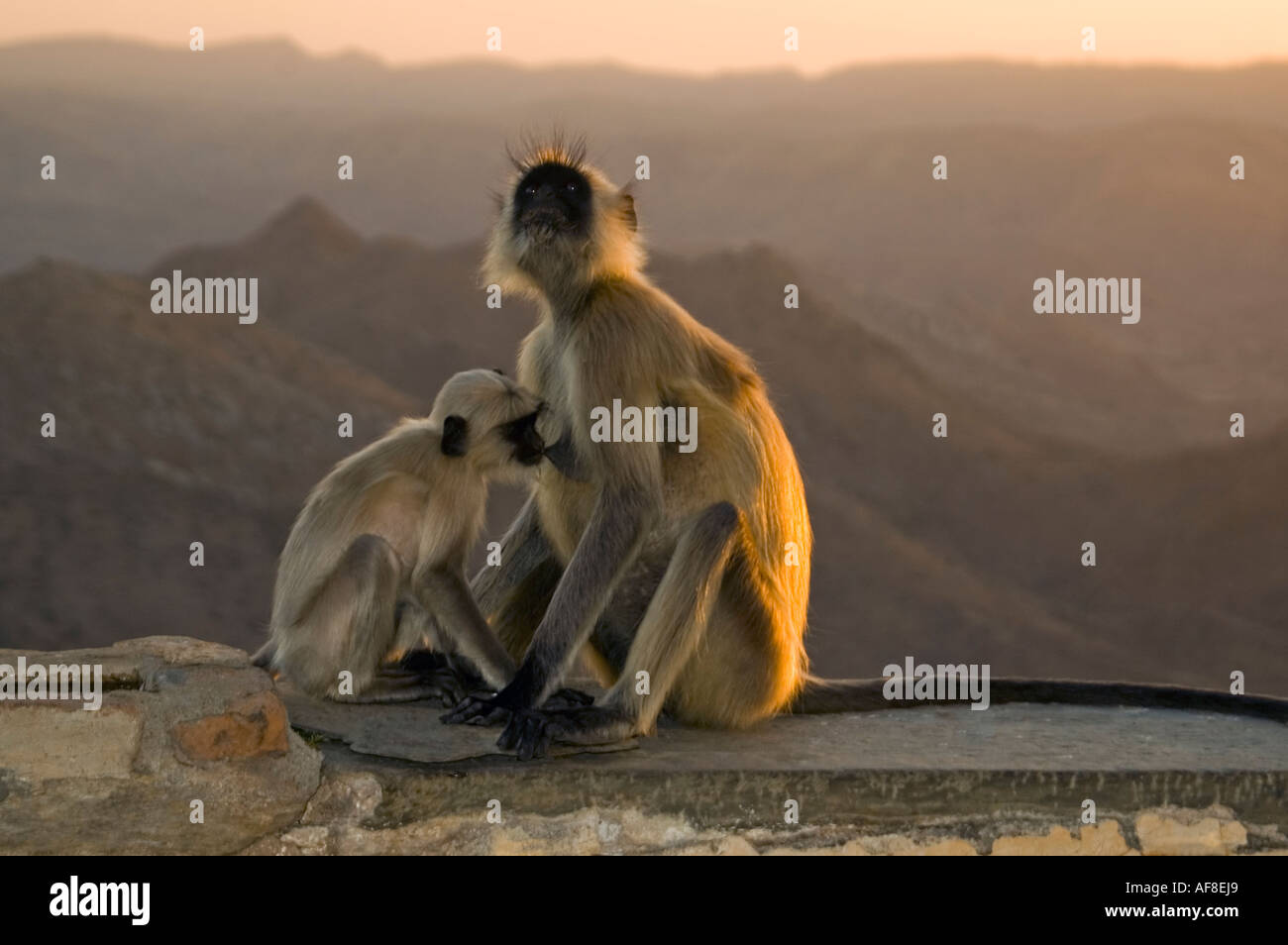 Chiudere orizzontale di una madre e un bambino nero-footed Langur grigio (Semnopithecus hypoleucos) monkey al tramonto Foto Stock