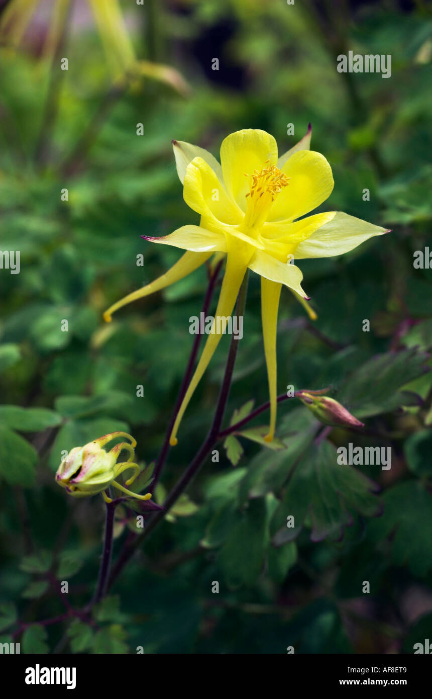 Aquilegia chrysantha Foto Stock