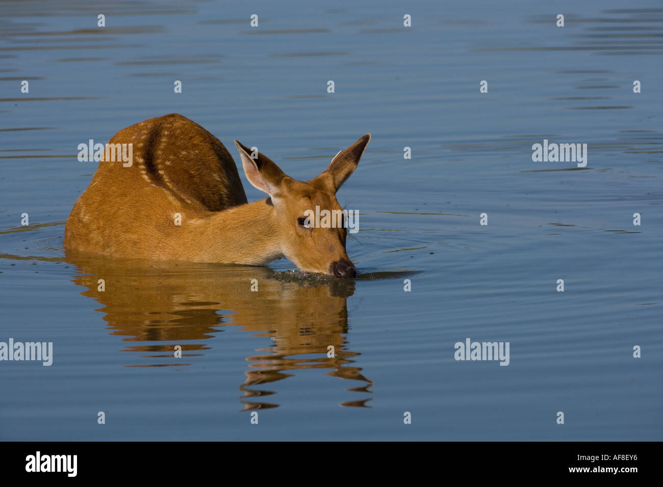 Barrasinga Rucervus duvaucelii femmina o Deer palude rinfrescante al largo del subcontinente indiano Foto Stock