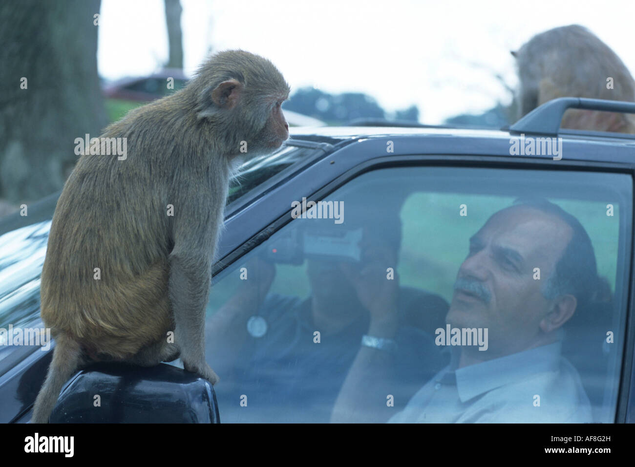 Le scimmie, Longleat Safari Park, vicino Warminster, Wiltshire, Inghilterra Foto Stock