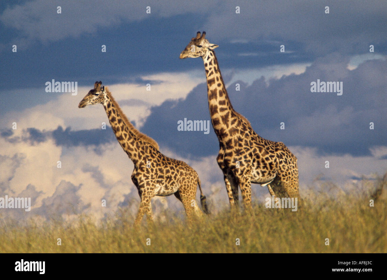 Due giraffe stride maestosamente attraverso una pianura nel Parco Nazionale di Nairobi e vicino alla città con sfondo con cielo nuvoloso Kenya Foto Stock