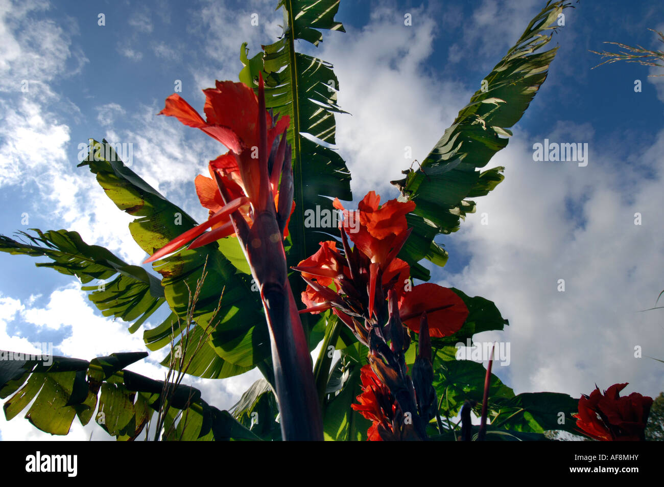 Piante di banana con rosso Fiori di canna in primo piano Foto Stock