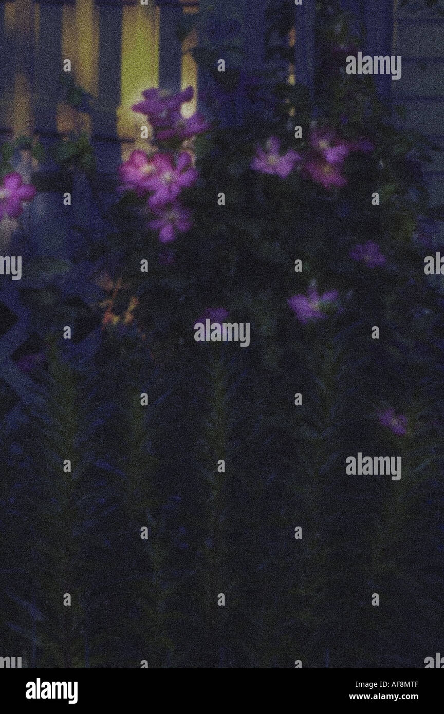 La clematide su un traliccio con Lilly deriva in primo piano simula la notte in un giardino con sfumature minaccioso Foto Stock